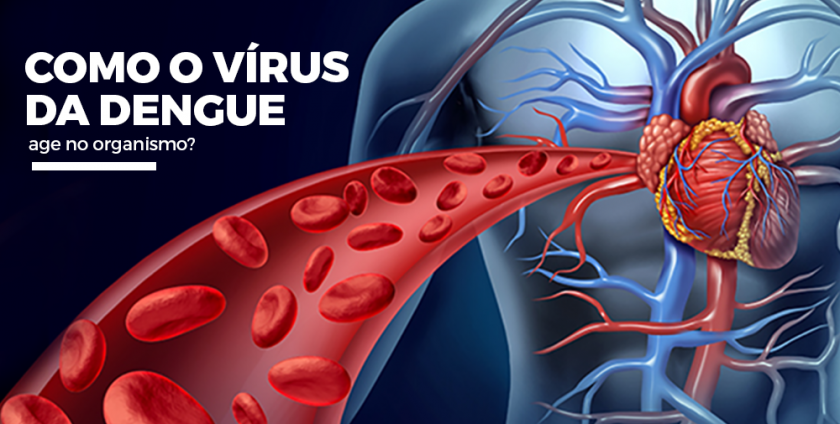 Como o vírus da dengue age no organismo?